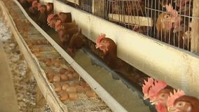 Bird flu detected in Maricopa County