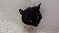 Watch: Adorable cat rescued from drainpipe