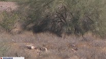 Man describes grim discovery in North Phoenix