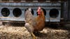 Bird flu detected in Maricopa County, state officials say