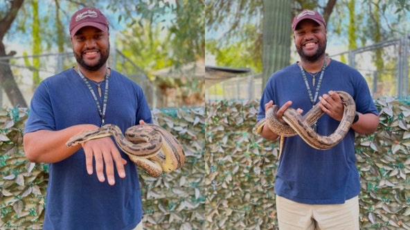 Lost boa constrictor back home with original owner